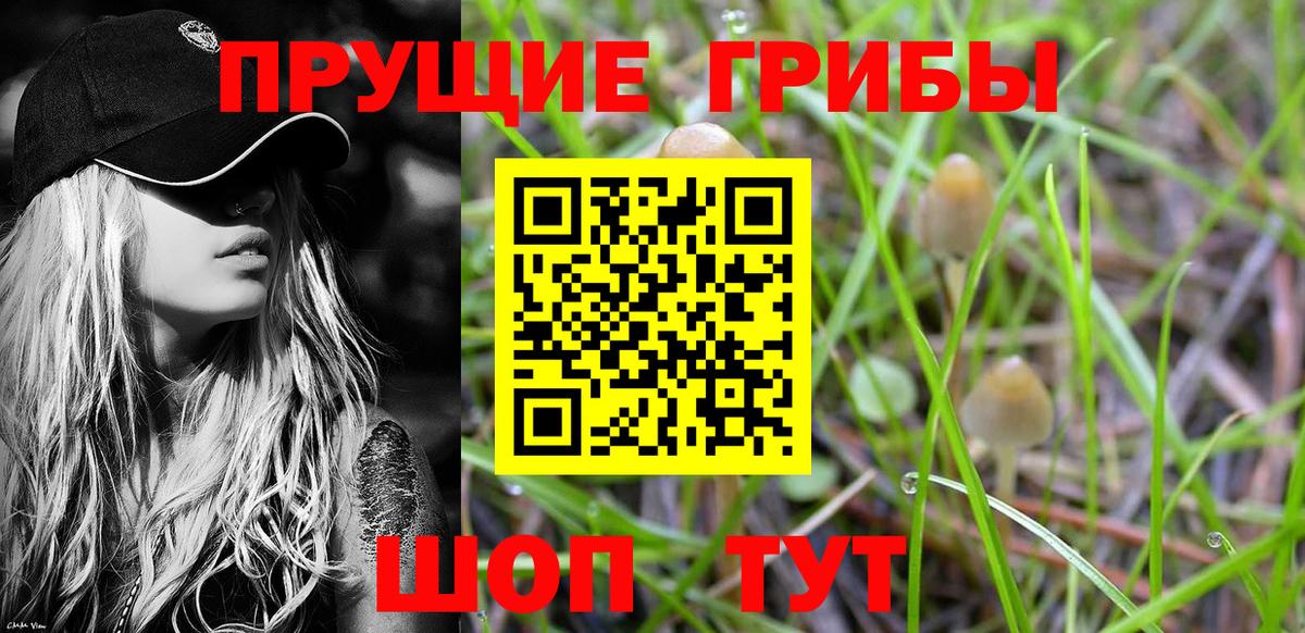 где купить   Вход с VPN  Луга  Галлюциногенные грибы GOLDEN TEACHER 